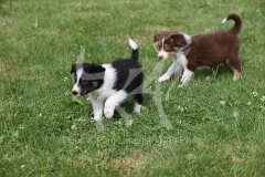 Collie - Border