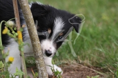 Collie - Border