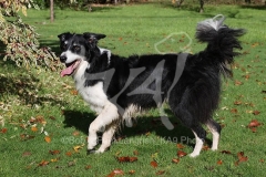 Collie - Border