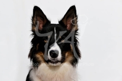 Collie - Border