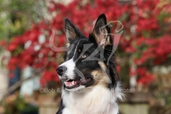 Collie - Border