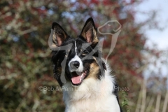 Collie - Border