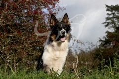 Collie - Border