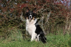 Collie - Border