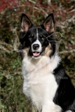 Collie - Border