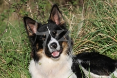 Collie - Border