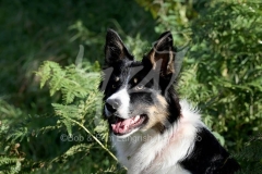 Collie - Border