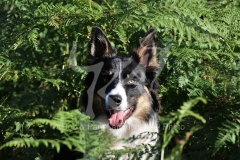 Collie - Border