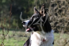 Collie - Border