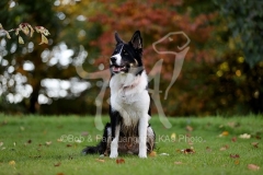 Collie - Border