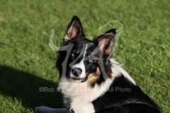 Collie - Border