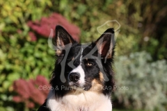 Collie - Border