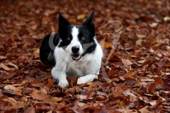 Collie - Border