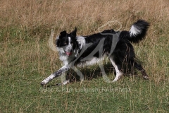 Collie - Border