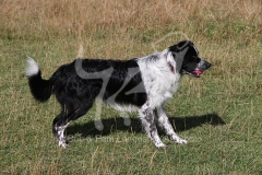 Collie - Border