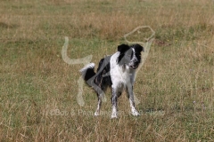 Collie - Border