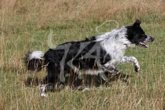 Collie - Border