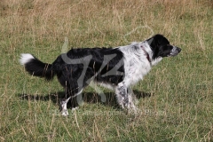 Collie - Border