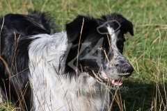 Collie - Border