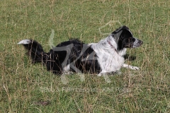 Collie - Border