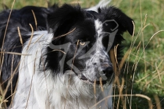 Collie - Border