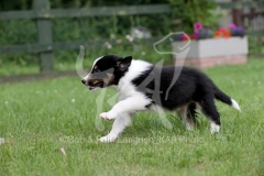 Collie - Border