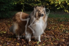 Collie - Rough