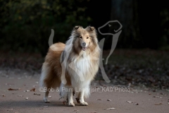 Collie - Rough