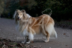 Collie - Rough