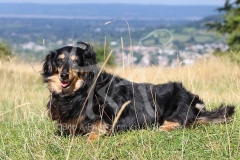 Dachshund - Long-haired Miniature