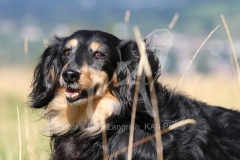 Dachshund - Long-haired Miniature