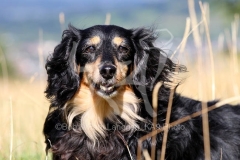 Dachshund - Long-haired Miniature