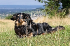 Dachshund - Long-haired Miniature