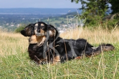 Dachshund - Long-haired Miniature