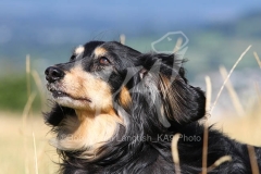 Dachshund - Long-haired Miniature