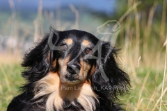 Dachshund - Long-haired Miniature