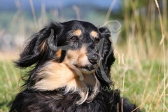 Dachshund - Long-haired Miniature