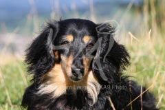 Dachshund - Long-haired Miniature