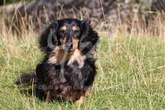 Dachshund - Long-haired Miniature