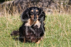 Dachshund - Long-haired Miniature