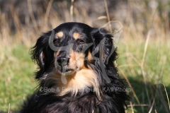 Dachshund - Long-haired Miniature