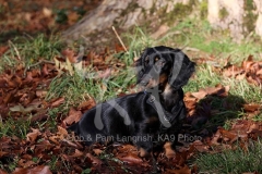 Dachshund - Long-haired Standard