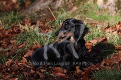 Dachshund - Long-haired Standard