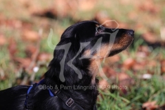 Dachshund - Long-haired Standard