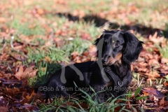 Dachshund - Long-haired Standard