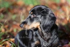 Dachshund - Long-haired Standard