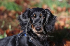 Dachshund - Long-haired Standard