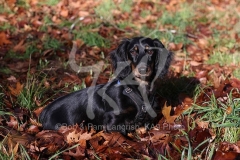 Dachshund - Long-haired Standard