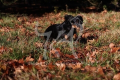 Dachshund - Long-haired Standard