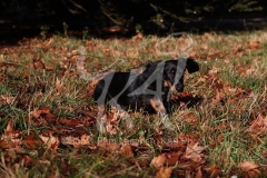 Dachshund - Long-haired Standard